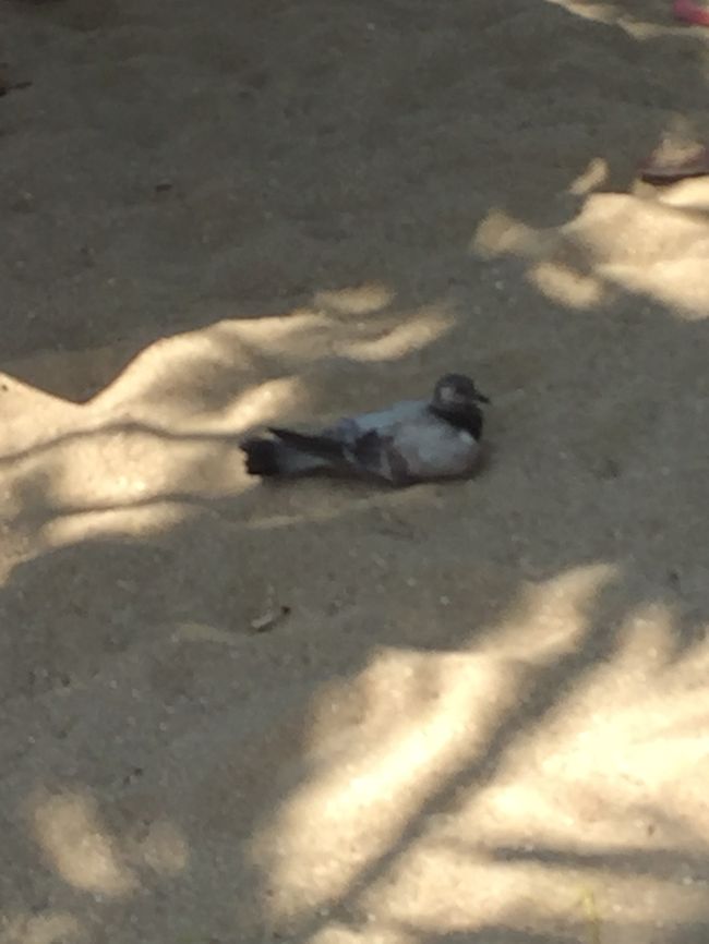 鳩も日陰で休んでいます。