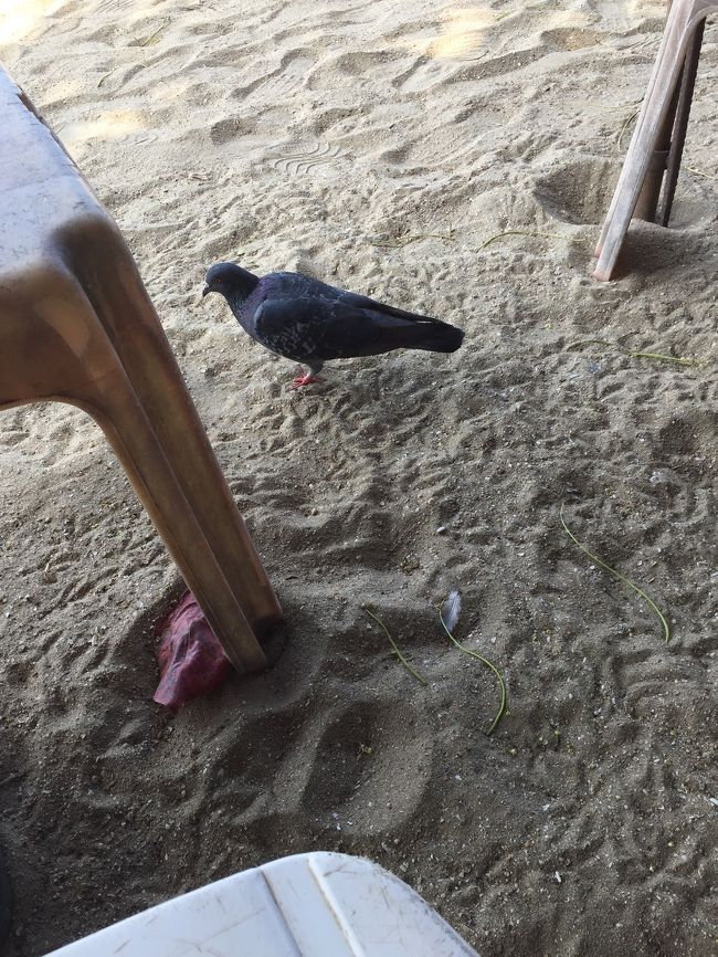 鳩が寄ってきます。