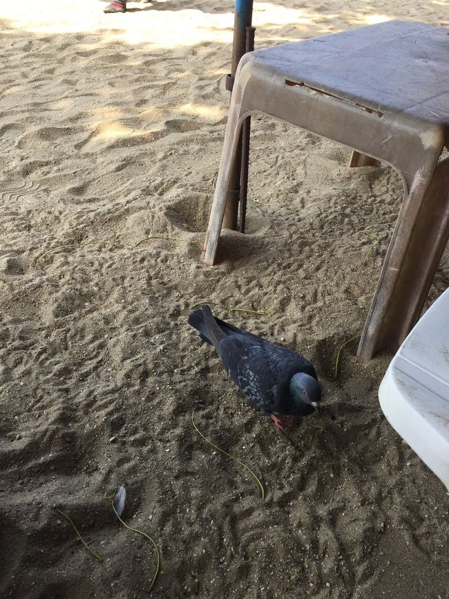 鳩が寄ってきます。