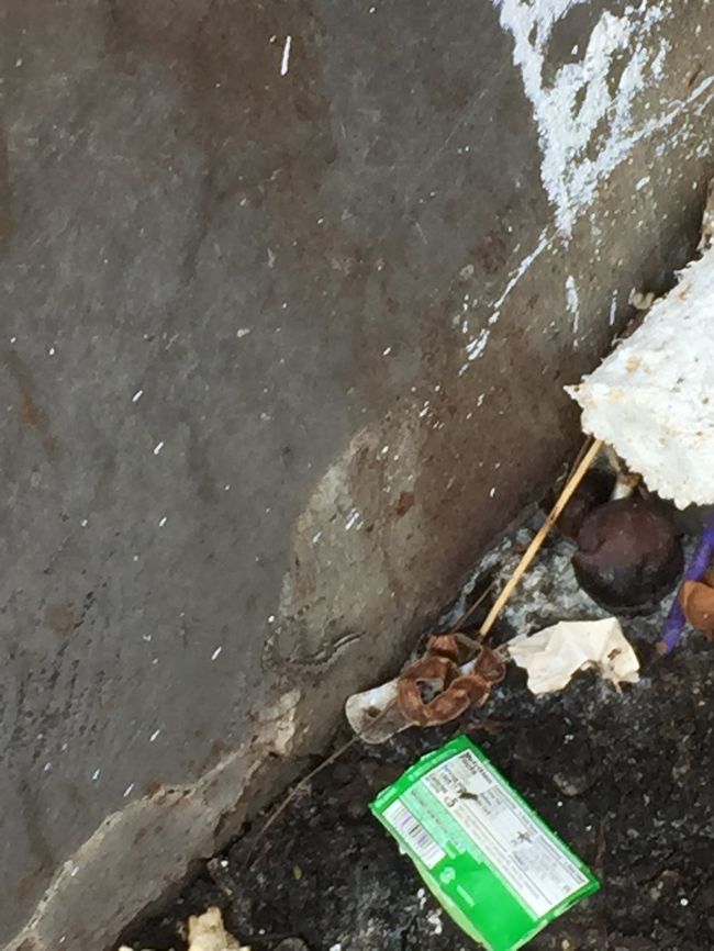 見にくいですが途中でトカゲ（ヤモリ？）を発見！