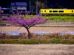 そんないすみ鉄道の大原駅から一駅先にある西大原駅に向かいますと、その周辺で素敵な春色風景の数々を早速見つけることが出来ましたね
その先には・・・