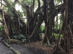 志戸子ガジュマル公園