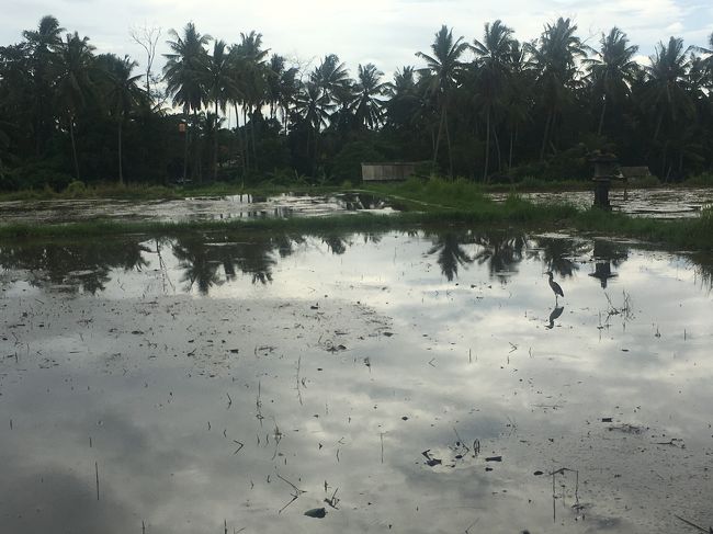 今は水田なんですね。夕陽が綺麗でしょうね。