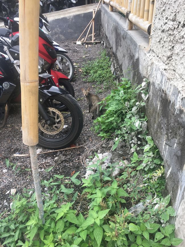 帰り道。あっ！猫！