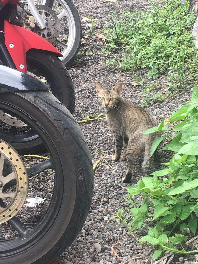 すごい警戒してる。可愛いなあ。