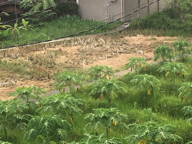 この子、いつもこの辺りにいて鳥を追いかけたりして一人で遊んでるんです。可愛い。<br /><br />昨日まで見なかったベテランぽい男性スタッフさんが話しかけてくれました。<br />いやーやっぱり若い子より素敵っ。<br />オーナーさんともまたちょっとお話ししたり。<br />なんか今になって色々お話しできて、もうちょっと前に話しかけてよー明日チェックアウトじゃん、、って寂しくなってしまった。<br />夜は虫が来ちゃうし昼間は暑いけど、夕暮れ時にテラスに居るとウブドに居る幸せを噛みしめることができました。<br />はー、やっぱりこのお宿は再訪決定です。