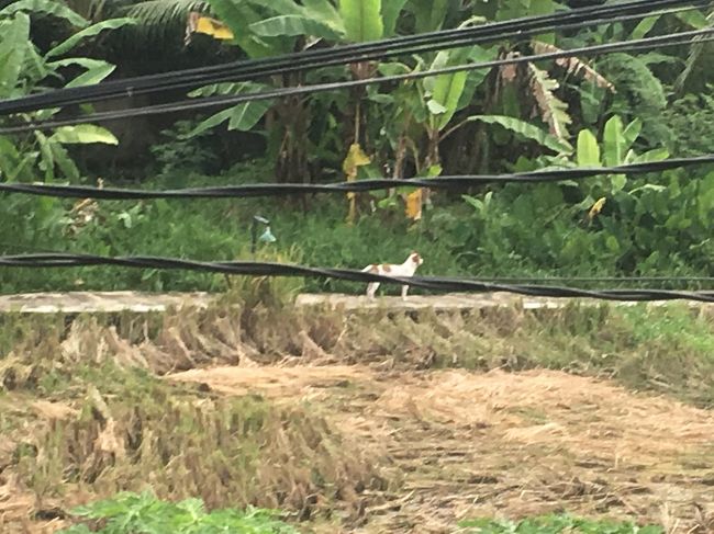 部屋のベランダで食べてたら、あっ！犬！