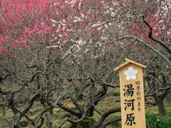 湯河原梅林入口。梅の花が綺麗やー♪