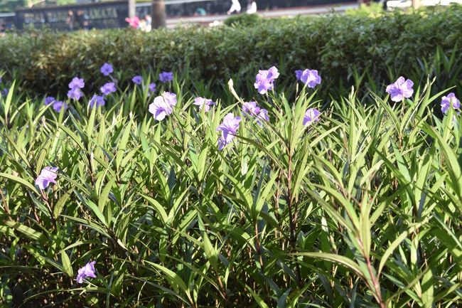 紫いろの花、名前はわからない。