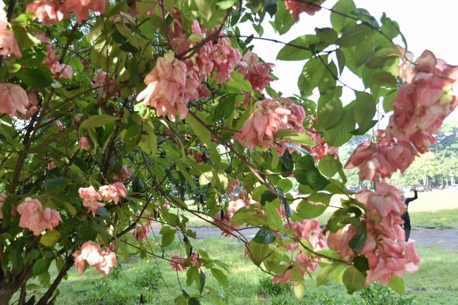 ブーゲンビリアかな？<br />