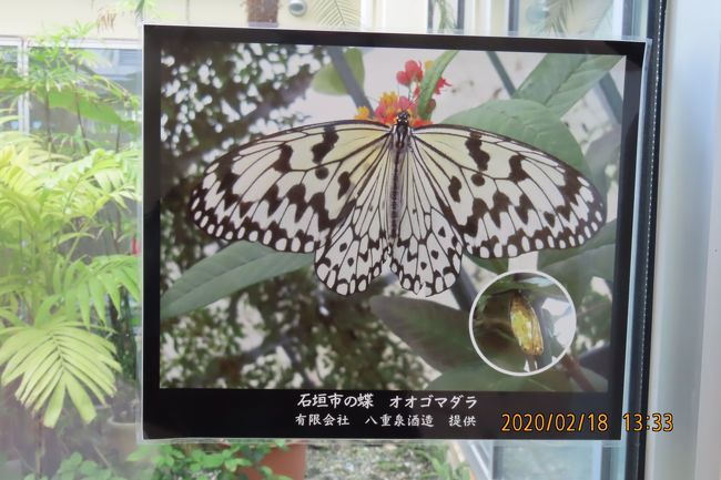 空港内には石垣市の蝶「オオゴマダラ」の蝶園がありました。　流石に石垣島ならではの自然の飾りつけでとても印象に残りました。