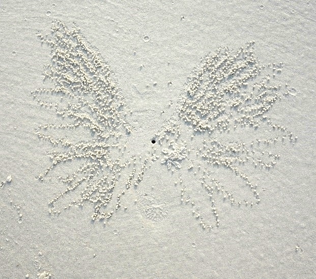 小さな蟹さんの芸術的な作品だ、蝶のように見える。．．．写真ではグレイに写っているでしょうがここの砂は白い凄く細かい砂です。