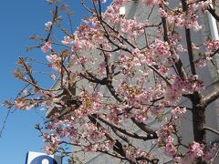 片瀬海岸　西浜にある藤沢市観光センター横の桜

河津桜が咲いていました。