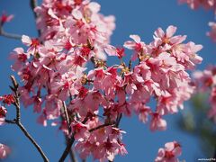 常立寺　駐車場に咲いているおかめ桜

江ノ島駅から徒歩で直ぐにある常立寺。
あまり訪れる人はありませんが、早咲きの枝垂れ梅で知られます。