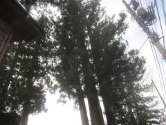 そこからすぐに奥氷川神社
奥氷川神社の三本杉は根元から三本に分かれている珍しい杉
樹齢650年で鎌倉末期のもので､都内一の樹高があり､都の天然記念物に指定されているらしい