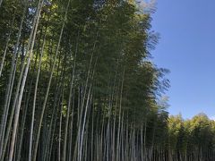 2日目帰宅途中で若竹の杜に寄ってみました。
東京ド－ム数個分の大きな農場で中はとても広いです。竹林の中に散策コ－スがあり、ゆっくり歩いて30分～1時間程度です。