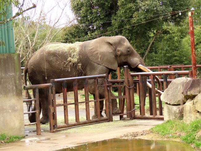 姫路セントラルパーク&姫路市立動物園 成長しても超キュートなテマリちゃん@姫セン 今年は期待していい?ひなた君&ミホちゃん@姫路ズー