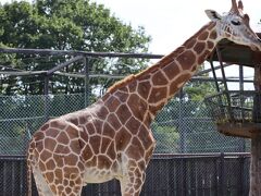 昨日に引き続き動物とふれあうべく、那須サファリパークへ。
自家用車で動物を間近で見ながら見学や餌やりができます。