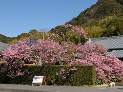 「かじやの桜」。
原木ではありませんが、初期の河津桜だそうです。