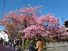 原木に到着。
昭和30年頃に発見された、早咲きオオシマザクラ系とヒカンザクラ系の自然交配種と推定される桜だそうです。