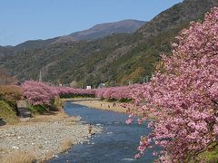 豊泉橋にきました。
これは見事な桜並木。