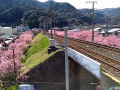 河津駅は線路の周りも桜づくし。