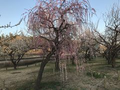 さて、移動して偕楽園へ。梅祭り中ということで行ってきました！