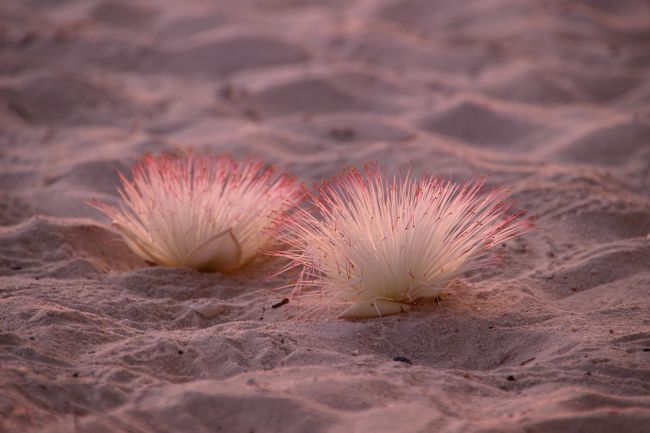 ☆２/１４(金)<br /><br />Morningglow View feom Sunrise Beach @ Koh Lipe Thai<br /><br />日本名ゴバンノアシ（碁盤の脚/サガリバナ科)は常緑高木で果実に4稜があり、碁盤の脚に似ているのでこの名がついたそうです。<br />パウダーパフフラワー（カリアンドラ/マメ科）と良く似ていますが別物です。<br />インド洋から太平洋の熱帯地域の海岸やマングローブに生育し、日本では西南諸島にわずかに自生するようです。花弁は白く、細長く赤い雄シベが多数あってよく目立ちます。<br />碁盤の脚のような角ばった果実は海水に浮いて遠くへ散布されるそうです。<br />木には魚毒性があり「毒流し漁」に用いられたこともあり、英名ではフィッシュキラーツリーとも呼ぶそうです。<br />タイでの呼び名はチック･タレーです。<br />