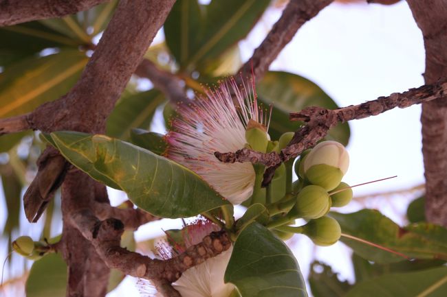 ☆２/１４(金)<br /><br />Morningglow View feom Sunrise Beach @ Koh Lipe Thai<br /><br />落花する前、木で咲いているゴバンノアシ（碁盤の脚/サガリバナ科)の花。<br />