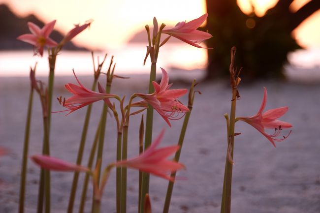 ☆２/１４(金)<br /><br />Morningglow View feom Sunrise Beach @ Koh Lipe Thai<br /><br />ネリネが咲いていました。<br />ヒガンバナと同じと誤解されますが（クロンキスト体系ではネリネはユリ科）、<br />ヒガンバナはヒガンバナ属(Lycoris)、ネリネは ネリネ属(Nerine)に属していて<br />原産地は南アフリカ。<br />花弁がピカピカ光るため、ダイヤモンドリリーの別名も。 