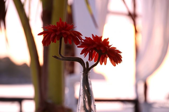 ☆２/１４(金)<br /><br />Morningglow View feom Sunrise Beach @ Koh Lipe Thai<br /><br />Salaの花瓶のガーベラ。