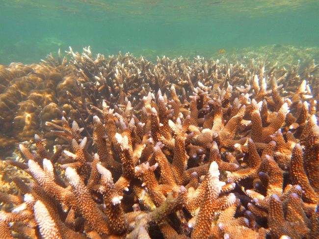 ☆２/１４(金)<br /><br />Snorkeling at Sunrise Beach Coral Sea @ Koh Lipe Thai<br /><br />Andaman ResortとKoh Kraの間は<br />ビーチから７，８ｍ泳ぎだすと珊瑚礁が広がっています。<br />リペ島周辺はハマサンゴが多いのですが<br />この辺りの珊瑚礁は比較的珊瑚の種類が豊富です。