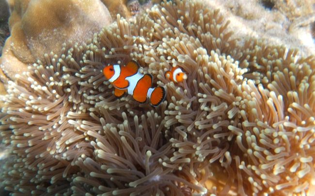 ☆２/１４(金)<br /><br />False Clown Anemone Fish , Sunrise Beach Coral Sea @ Koh Lipe Thai <br /><br />リペ島は正直魚影が濃いとは言えませんが<br />スノーケリングで人気のニモが簡単に見られるのが嬉しいです。