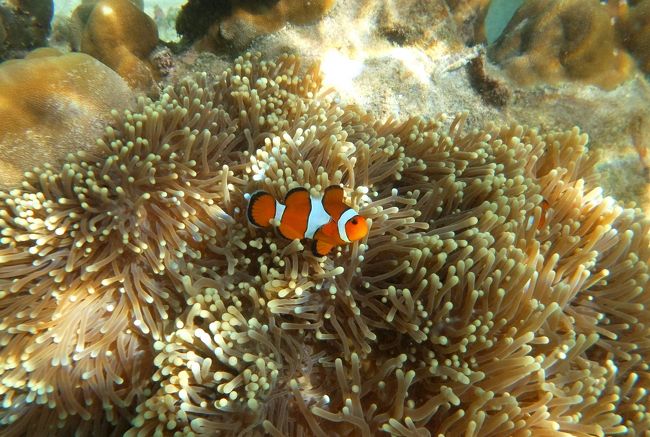 ☆２/１４(金)<br /><br />False Clown Anemone Fish , Sunrise Beach Coral Sea @ Koh Lipe Thai <br /><br />一般的にカクレクマノミを『ニモ』と呼んでいますが、<br />『ニモ』はご存知ディズニー映画『ファインディング・ニモ』の主人公として一躍有名になり、写真のカクレクマノミが主人公とされています。<br />でも実はニモの舞台であるオーストラリアのグレートバリアリーフにはカクレクマノミは生息していません。<br />オーストラリアに住んでいるのは良く似た「イースタン・クラウン・アネモネフィッシュ」です。<br />