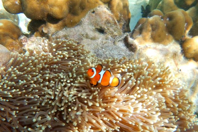 ☆２/１４(金)<br /><br />False Clown Anemone Fish , Sunrise Beach Coral Sea @ Koh Lipe Thai <br /><br />カクレクマノミの英名は「False Clown anemonefish」でニセ　クラウン・アネモネフィッシュということになります。(体長８ｃｍ)<br />見た目は瓜二つですが、クラウンフィッシュは白い部分に黒い縁取りがありますが、カクレクマノミにはありません。<br />ま、そんな細かいことには目を瞑り『ニモ』にしておきましょう(^^ゞ。<br /><br /><br />