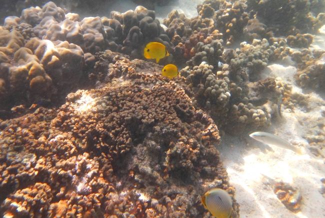 ☆２/１４(金)<br /><br />Snorkeling at Sunrise Beach Coral Sea @ Koh Lipe Thai<br /><br />黄色いペアはインド洋の固有種『アンダマンバタフライフィッシュ』<br />(体長１４ｃｍ)。<br />太平洋で見られるスミツキトノサマダイのインド洋バージョン。<br />体側のグレーの墨模様が無い。<br />でも興奮したり夜になると墨模様が浮き上がってくるそうです。<br /><br />手前も固有種の『インディアンレッドフィンバタフライフィッシュ』<br />ミスジチョウチョウウオのインド洋バージョンで<br />名前の通り尾びれが橙色です。(体長１８ｃｍ)