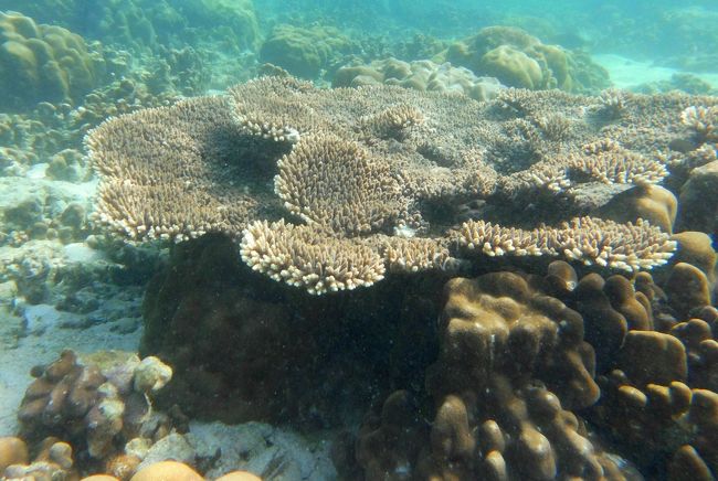 ☆２/１４(金)<br /><br />Snorkeling at Sunrise Beach Coral Sea @ Koh Lipe Thai<br /><br />リペ島では少ないテーブルサンゴも見られます。