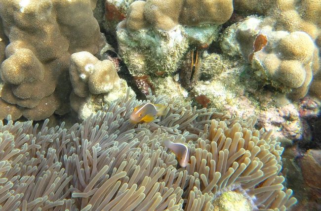 ☆２/１４(金)<br /><br />Snorkeling at Sunrise Beach Coral Sea @ Koh Lipe Thai<br /><br />こちらはアンダマン海の固有種『スカンクアネモネフィッシュ』(体長８ｃｍ)。<br />セジロクマノミとそっくりですが、スカンクの方が背中の白いラインが細く唇手前まです。<br />臆病なので共生するイソギンチャクからあまり離れません。<br />インド洋、アンダマン海～ジャワ島辺りの固有種ですがモルディブでは<br />見たことがありません。<br />スカンクは体色が由来だそうですが、スカンクってこんな色？<br />何もオナラの臭いスカンクに例えなくても<br />他に似た体色の動物って思いつかなかったのかいな(-"-)。<br /><br />