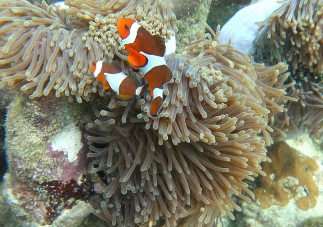 ☆２/１４(金)<br /><br />False Clown Anemone Fish , Sunrise Beach Coral Sea @ Koh Lipe Thai <br />