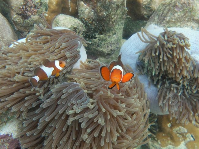 ☆２/１４(金)<br /><br />False Clown Anemone Fish , Sunrise Beach Coral Sea @ Koh Lipe Thai <br />