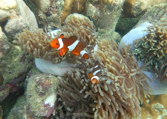 ☆２/１４(金)<br /><br />False Clown Anemone Fish , Sunrise Beach Coral Sea @ Koh Lipe Thai <br />