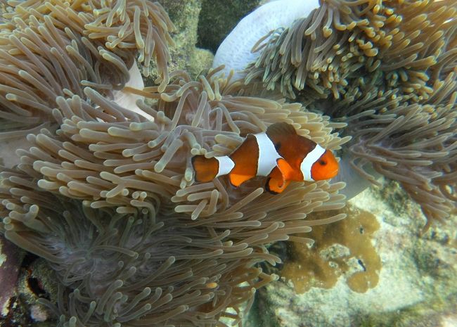 ☆２/１４(金)<br /><br />False Clown Anemone Fish , Sunrise Beach Coral Sea @ Koh Lipe Thai <br />