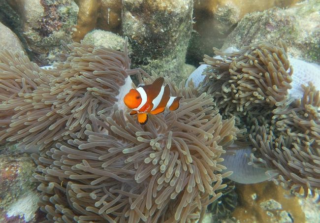 ☆２/１４(金)<br /><br />False Clown Anemone Fish , Sunrise Beach Coral Sea @ Koh Lipe Thai <br />