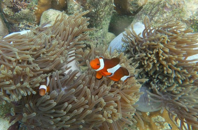 ☆２/１４(金)<br /><br />False Clown Anemone Fish , Sunrise Beach Coral Sea @ Koh Lipe Thai <br />