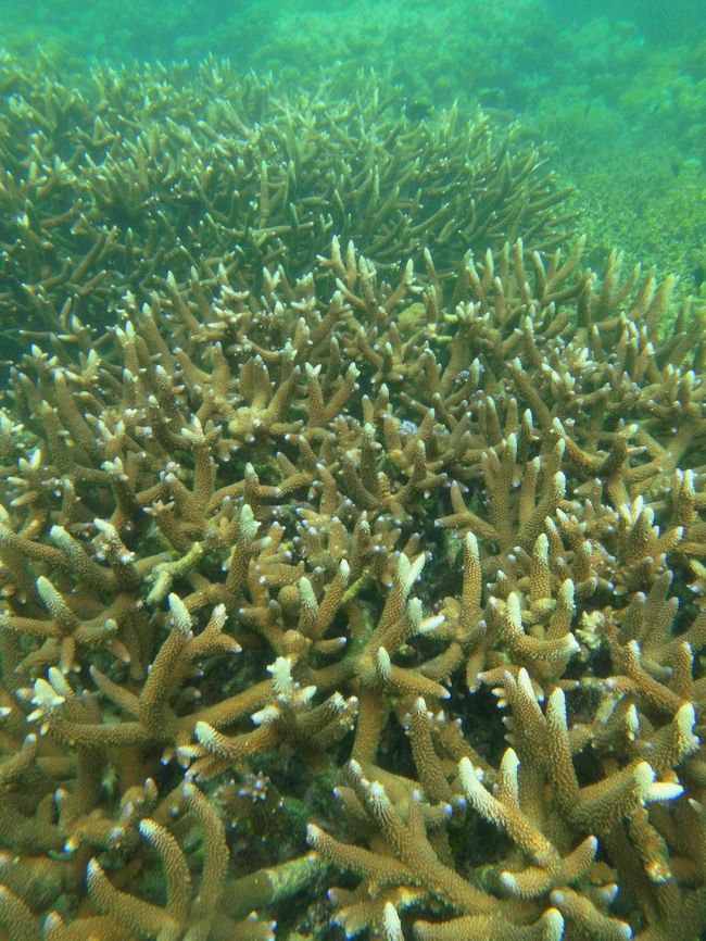☆２/１４(金)<br /><br />Snorkeling at Sunrise Beach Coral Sea @ Koh Lipe Thai<br /><br />珊瑚礁は発達していますが水深が浅いせいか<br />魚はそう多くありません。<br />