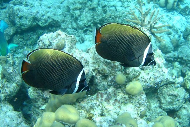 ☆２/１４(金)<br /><br />Snorkeling at Sunrise Beach Coral Sea @ Koh Lipe Thai<br /><br />インド洋の固有種・コーラレバタフライフィッシュ（２０ｃｍ）<br /><br />