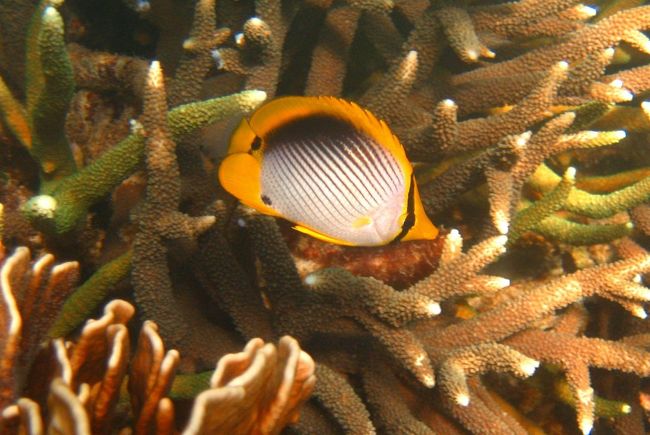 ☆２/１４(金)<br /><br />Snorkeling at Sunrise Beach Coral Sea @ Koh Lipe Thai<br /><br />アケボノチョウチョウウオの幼魚（７ｃｍ）<br />太平洋、インド洋で広く見られます。<br />成魚でも１０ｃｍと小型のチョウチョウウオです。<br />