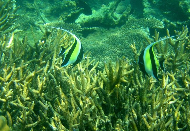 ☆２/１４(金)<br /><br />Snorkeling at Sunrise Beach Coral Sea @ Koh Lipe Thai<br /><br />ツノダシ（２０ｃｍ）、太平洋やインド洋にいます。日本でも相模湾以南で見られます。<br />