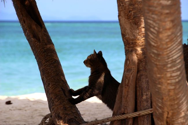☆２/１４（金)　<br /><br />Cat of Andaman Resort , Sunrise Beach @ Koh Lipe Thai<br /><br />部屋への帰りがけAndaman Resortのニャンコが<br />パンダナスの木で爪とぎをしていました。<br />