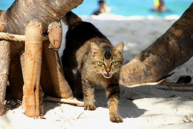 ☆２/１４（金)　<br /><br />Cat of Andaman Resort , Sunrise Beach @ Koh Lipe Thai<br /><br />写真撮ったニャン！<br />